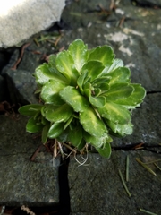 Draba grandis