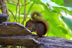 Sciurus aestuans ingrami