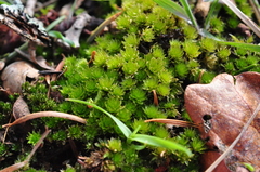 Bryum canariense
