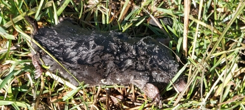 European Mole