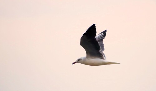 iNaturalist image
