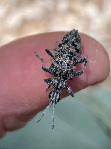 iNaturalist observation photo of Ribbed Pine Borer