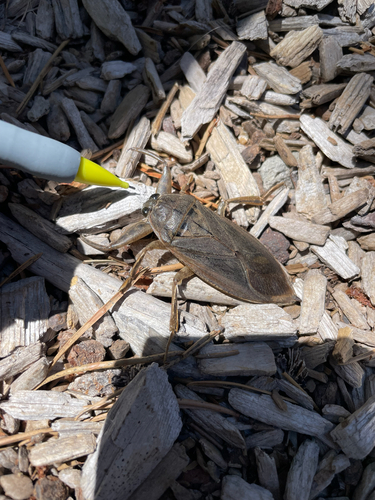 iNaturalist observation photo of American Giant Water Bug