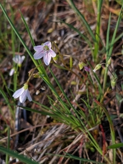Claytonia lanceolata
