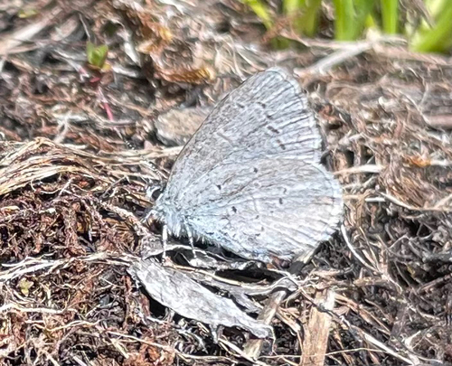 iNaturalist observation photo of Echo Azure