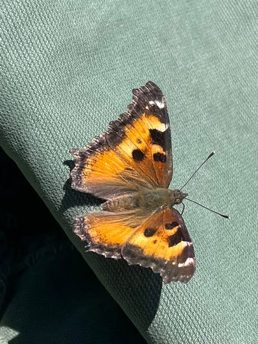 iNaturalist observation photo of California Tortoiseshell