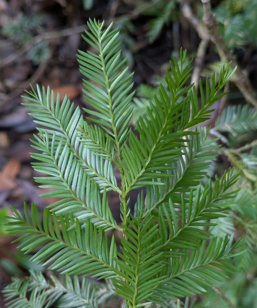 Dacrycarpus vieillardii