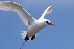 Red-Tailed Tropicbird photo 1