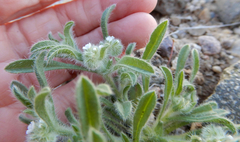 Cryptantha crassisepala