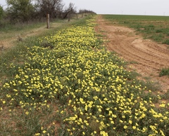Oenothera grandis