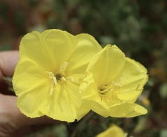 Oenothera grandis