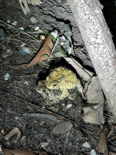 Asian Common Toad