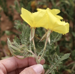Oenothera grandis