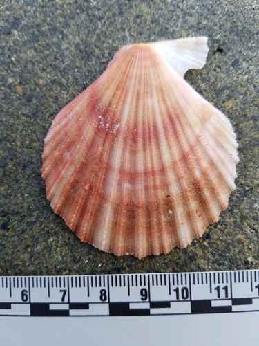 Spiny Scallop