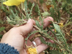 Oenothera grandis