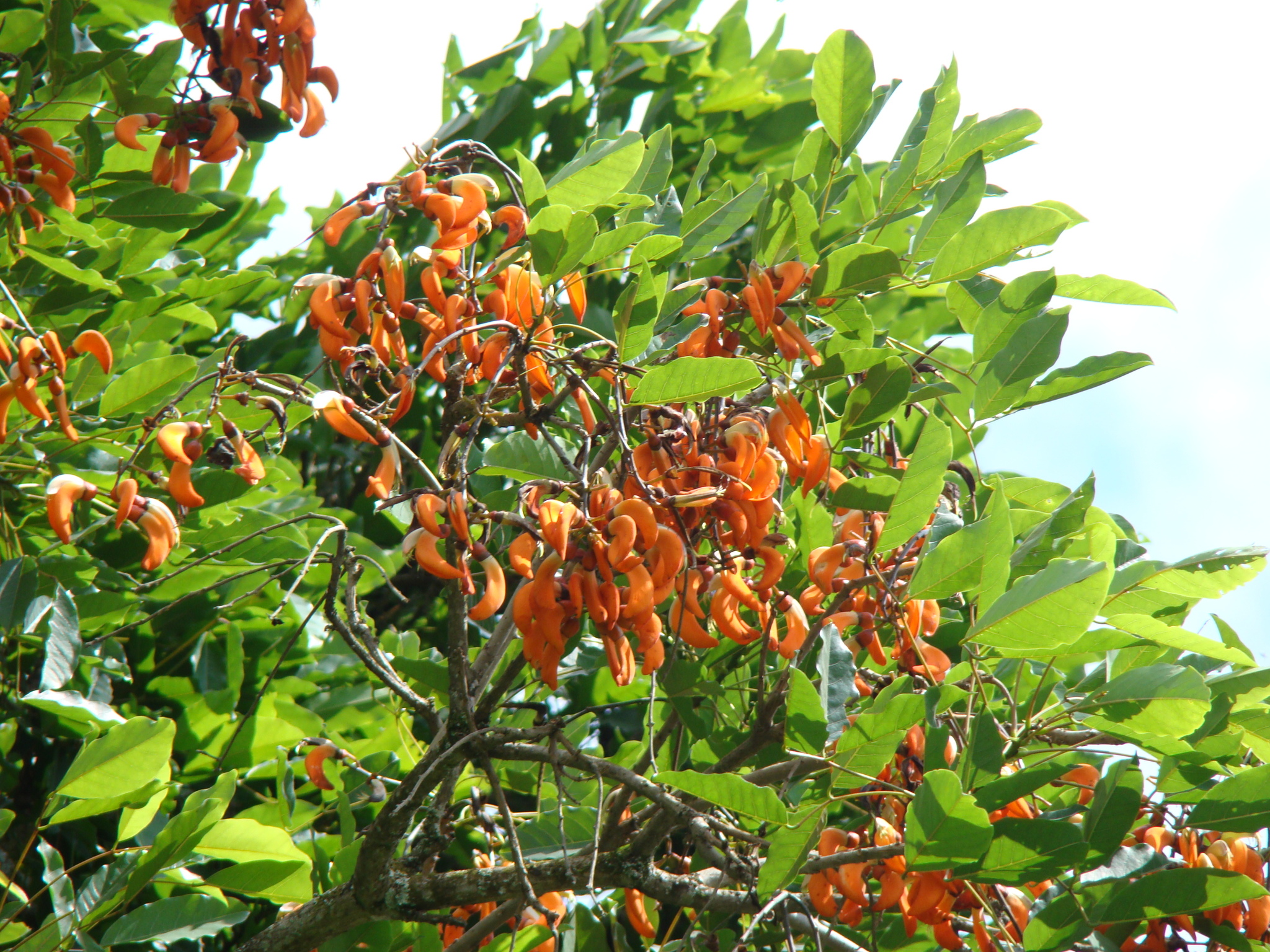 Erythrina falcata