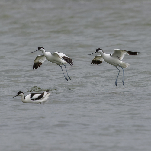 iNaturalist image