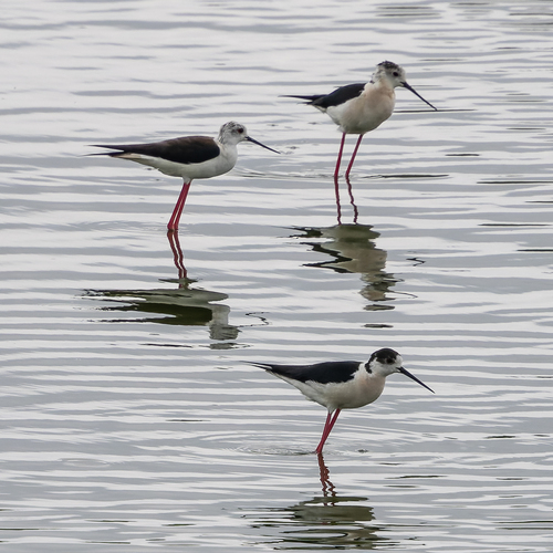 iNaturalist image