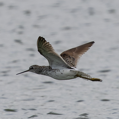 iNaturalist image