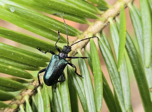 Gaurotes virginea