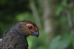 Odontophorus gujanensis