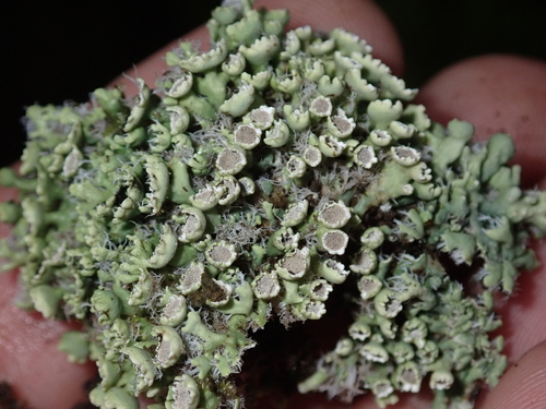 Heterodermia podocarpa observed 2026-06-04