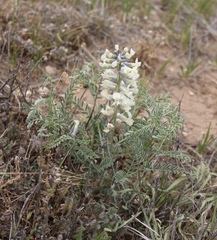 Sophora nuttalliana
