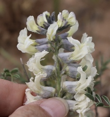 Sophora nuttalliana