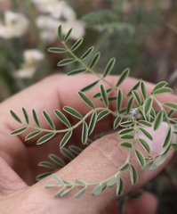 Sophora nuttalliana