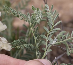 Sophora nuttalliana