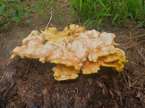 chicken of the woods