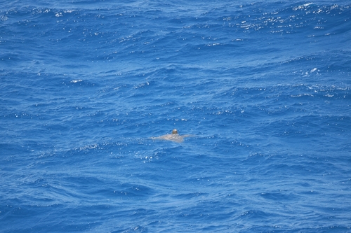 Sea Turtle