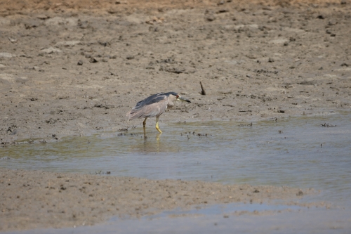 Black-crowned Night Heron