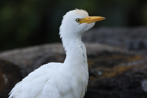 Western Cattle-Egret