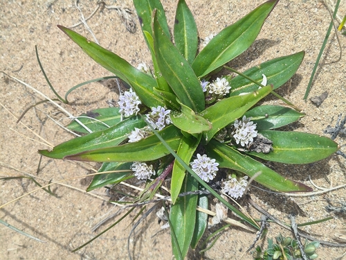 Lagotis brachystachya