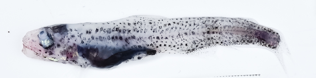 Evermannella melanoderma