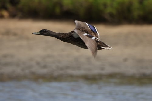 Domestic Duck