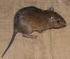 Huallaga Spiny Rat - Photo (c) jorgebrito, some rights reserved (CC BY-NC), uploaded by jorgebrito