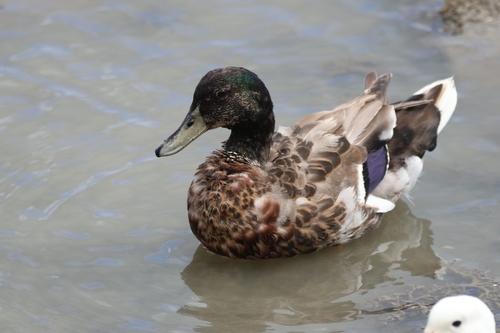 Domestic Duck