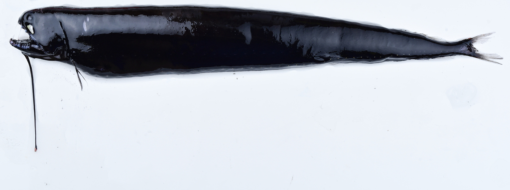 Fangtooth Dragonfish