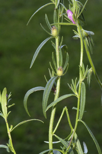 Misopates orontium