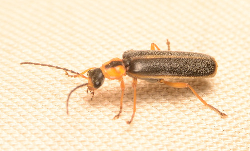 Handsome Soldier Beetle