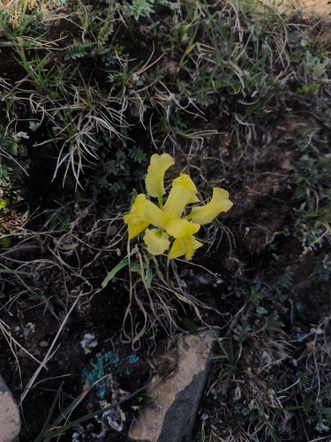 Iris thoroldii thoroldii