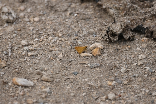 Fiery Skipper