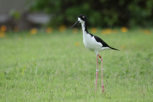 Black-necked Stilt