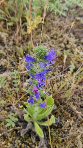 viper's-bugloss