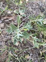 Chenopodium incanum