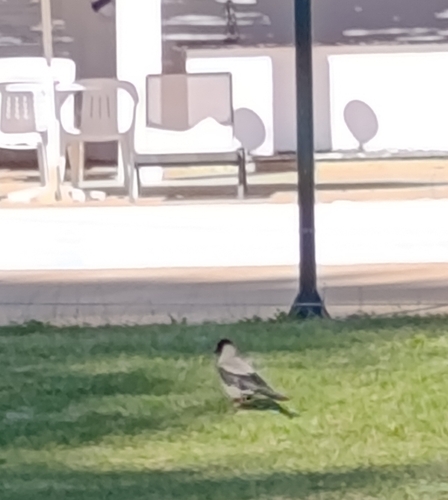 Hooded Crow