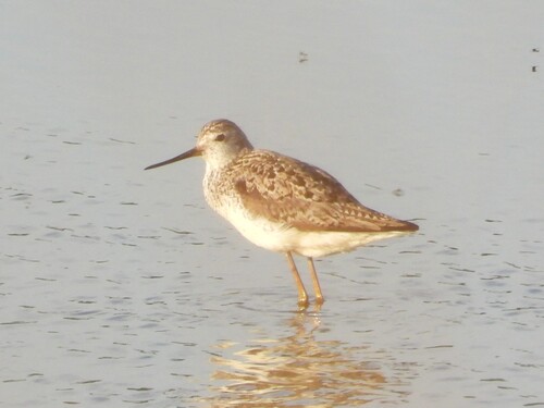 iNaturalist image