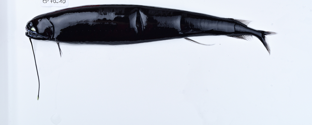 Tentacle Dragonfish